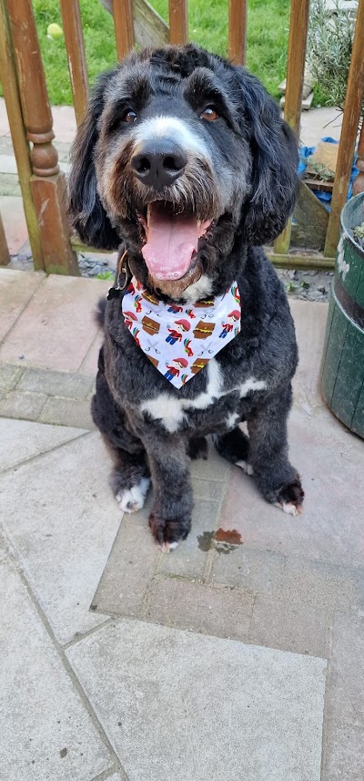 Photo associated with Pawsome Dog Groomer