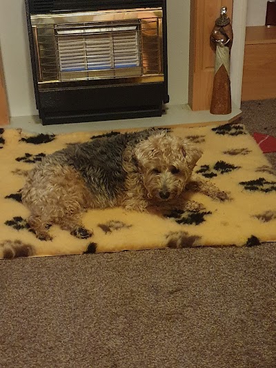 Photo associated with Pawsome Dog Groomer