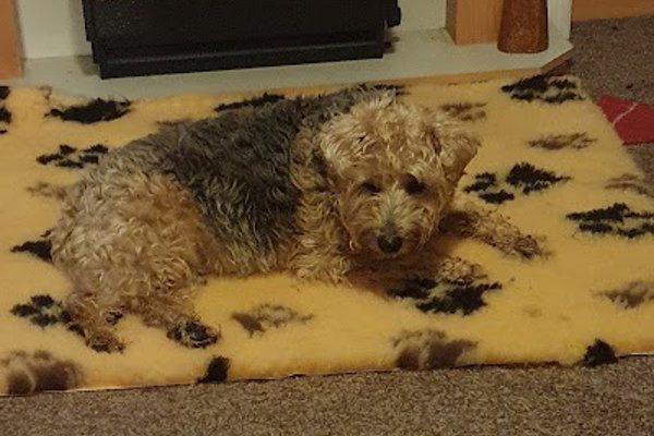 Photo associated with Pawsome Dog Groomer
