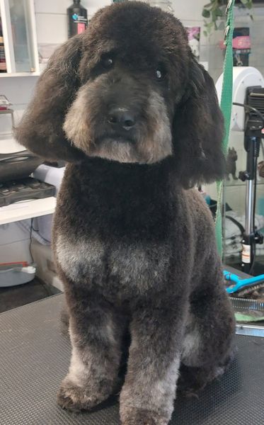 Photo associated with Perfect Pooch
