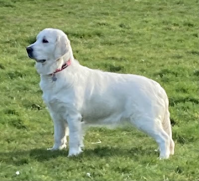 Photo associated with Perfect Pooch