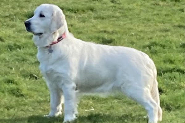 Photo associated with Perfect Pooch