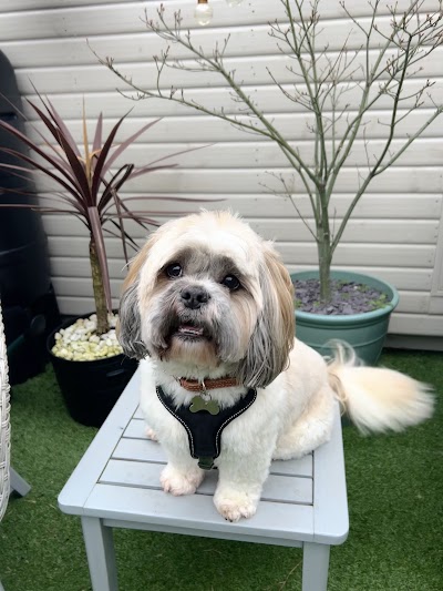 Photo associated with Bob and Bells Dog Groomers