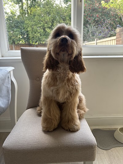 Photo associated with Bob and Bells Dog Groomers