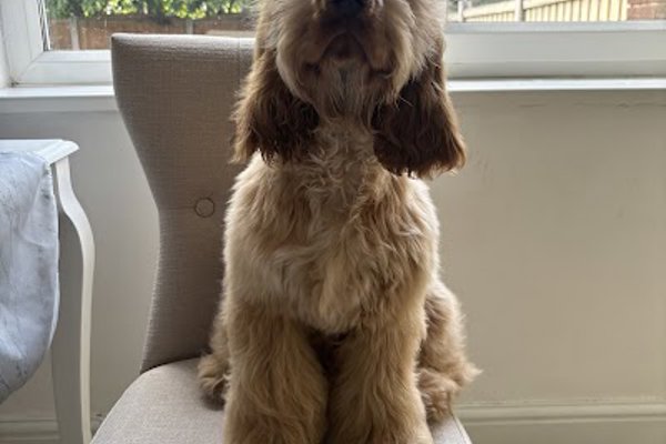 Photo associated with Bob and Bells Dog Groomers