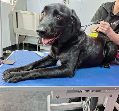 Photo associated with Bob and Bells Dog Groomers