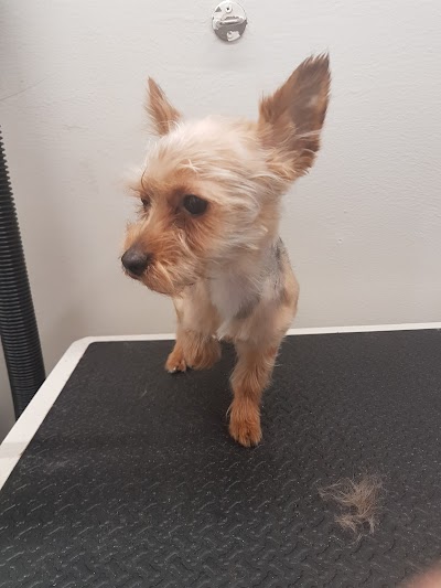 Photo associated with Dena's dog grooming (Mobile dog grooming)
