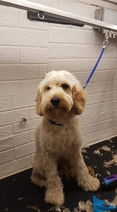 Photo associated with Dena's dog grooming (Mobile dog grooming)