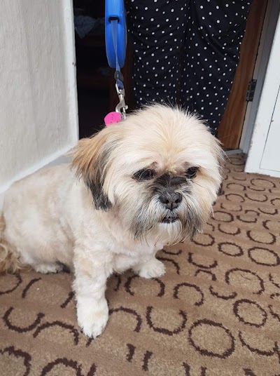 Photo associated with Dena's dog grooming (Mobile dog grooming)
