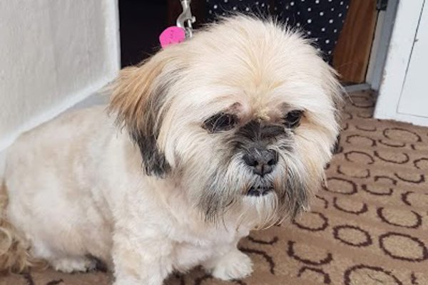 Photo associated with Dena's dog grooming (Mobile dog grooming)