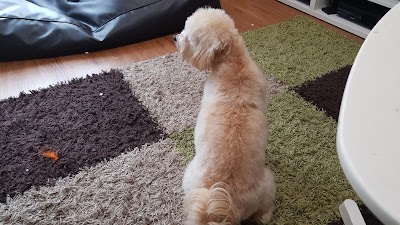 Photo associated with Smarter Dog Grooming Salon