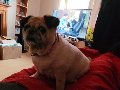 Photo associated with Smarter Dog Grooming Salon