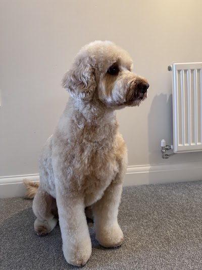 Photo associated with Fluffing Stylish - Mobile Dog Grooming