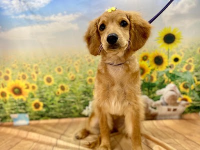 Photo associated with Fluffing Stylish - Mobile Dog Grooming