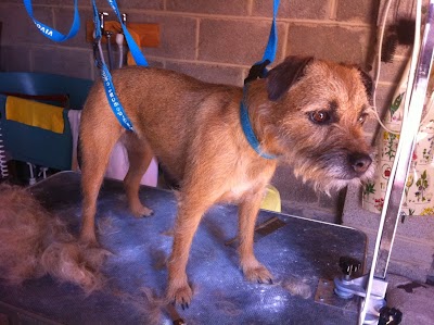 Photo associated with Grooming Gorgeous