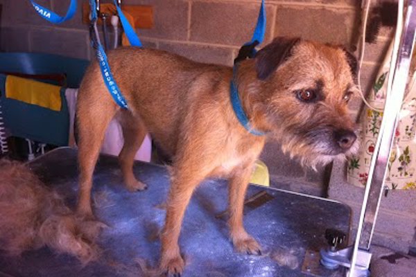 Photo associated with Grooming Gorgeous