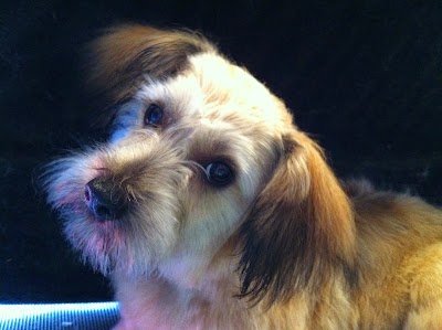 Photo associated with Grooming Gorgeous