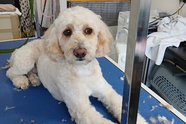Photo associated with Four Seasons Dog Groomers