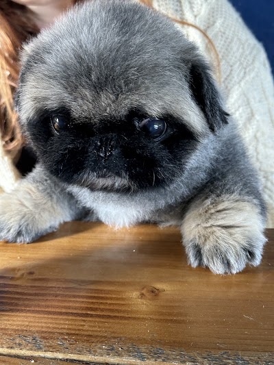 Photo associated with Cuts by Clio | Dog Groomers