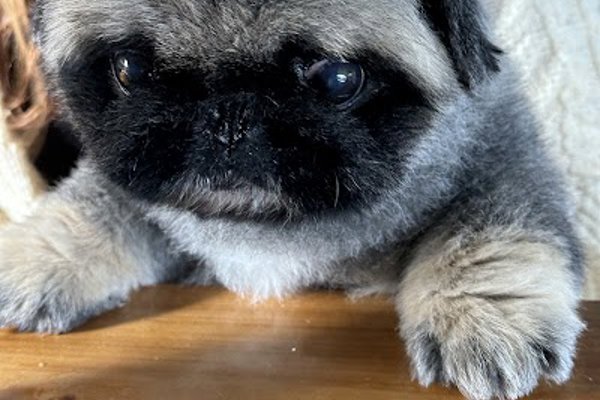 Photo associated with Cuts by Clio | Dog Groomers