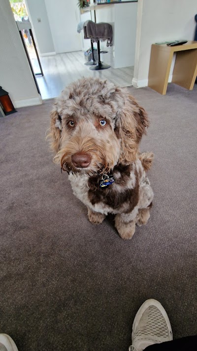Photo associated with Scamps Professional Pet Grooming