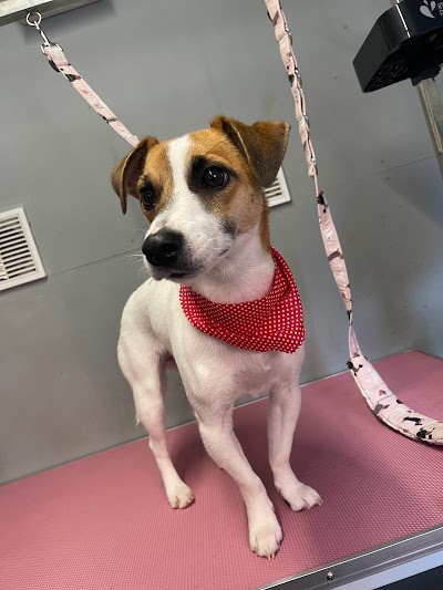 Photo associated with Power Pups Grooming