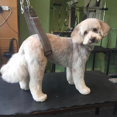 Photo associated with Dog Happy