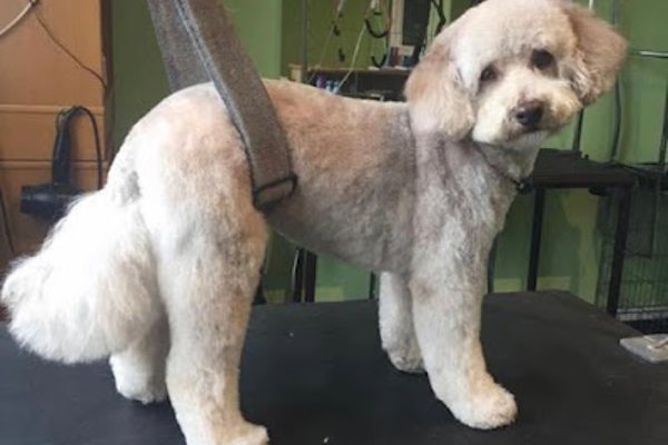 Photo associated with Dog Happy