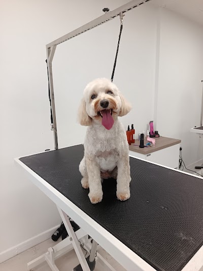 Photo associated with Missymoos Dog Grooming Risca