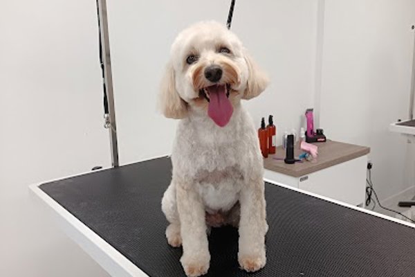 Photo associated with Missymoos Dog Grooming Risca