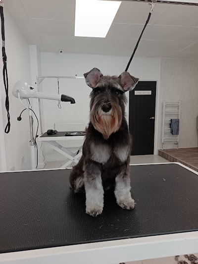 Photo associated with Missymoos Dog Grooming Risca
