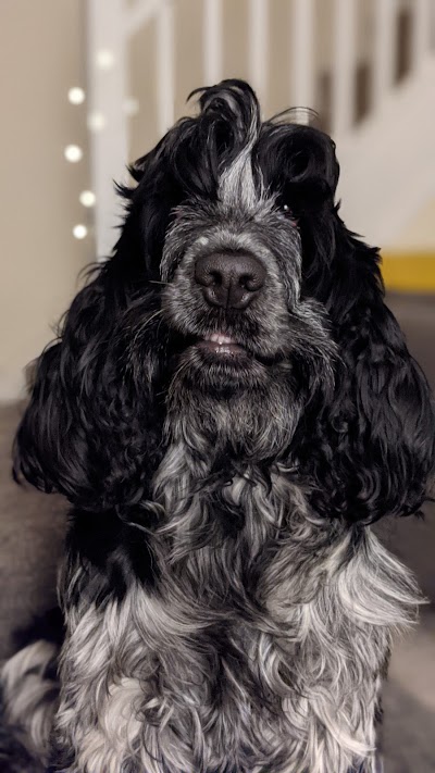 Photo associated with Houghton Dog Groomers Ltd