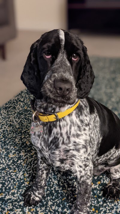 Photo associated with Houghton Dog Groomers Ltd