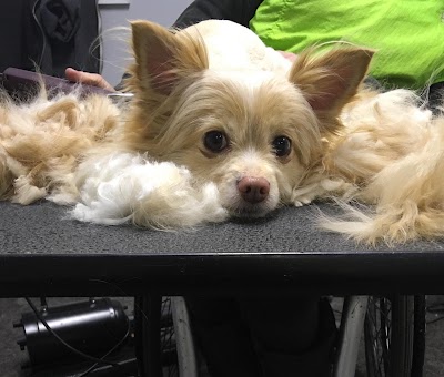 Photo associated with Houghton Dog Groomers Ltd