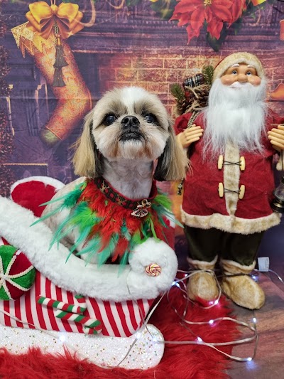 Photo associated with Pampered pooch