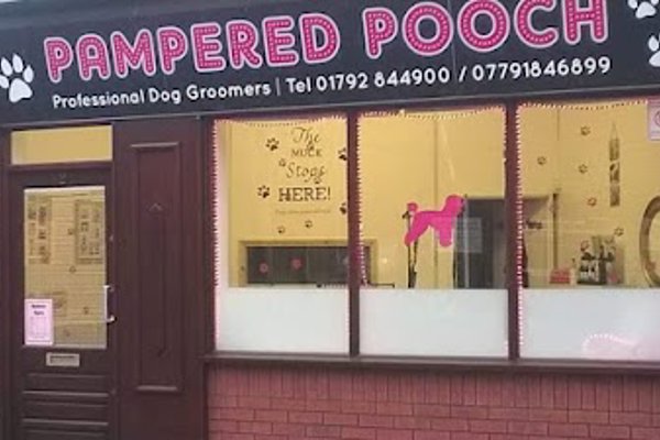 Photo associated with Pampered pooch