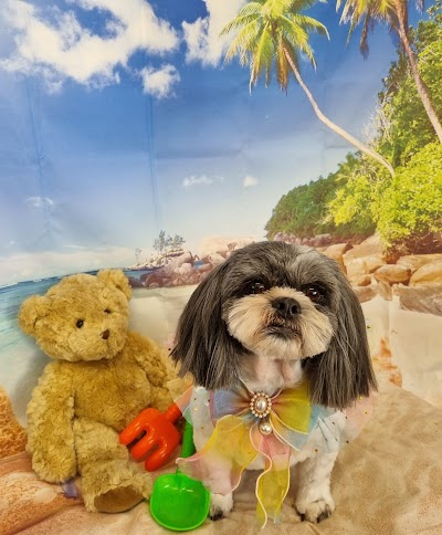 Photo associated with Pampered pooch