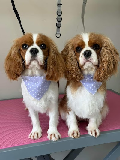 Photo associated with Coco’s Groom Room
