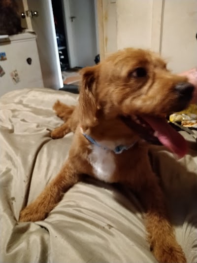 Photo associated with Coco’s Groom Room