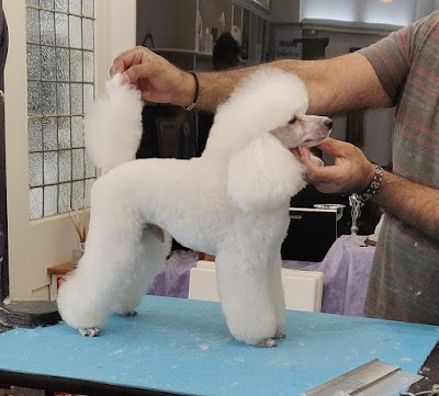 Photo associated with Posh Pets Academy