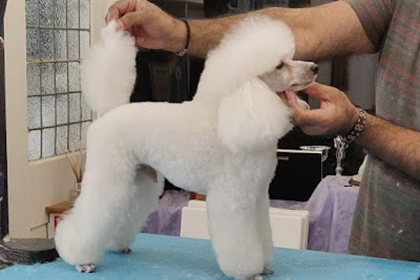 Photo associated with Posh Pets Academy