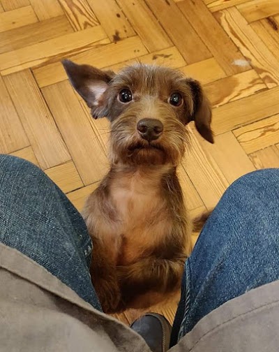 Photo associated with Posh Pets Academy