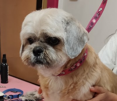 Photo associated with Posh Pets Academy