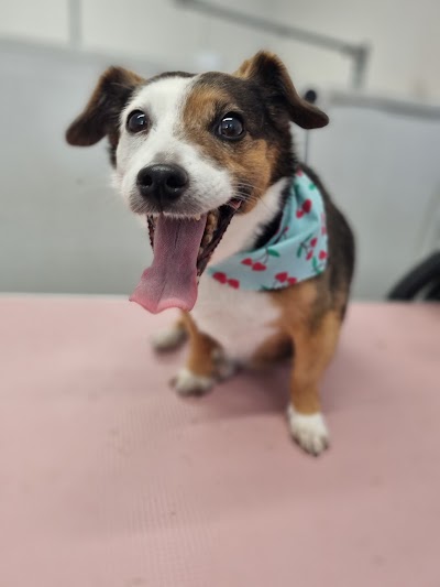 Photo associated with Pawfect dog grooming
