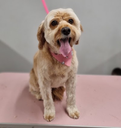 Photo associated with Pawfect dog grooming