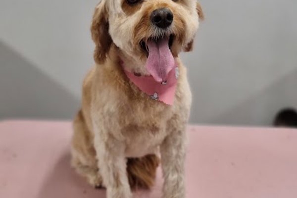 Photo associated with Pawfect dog grooming
