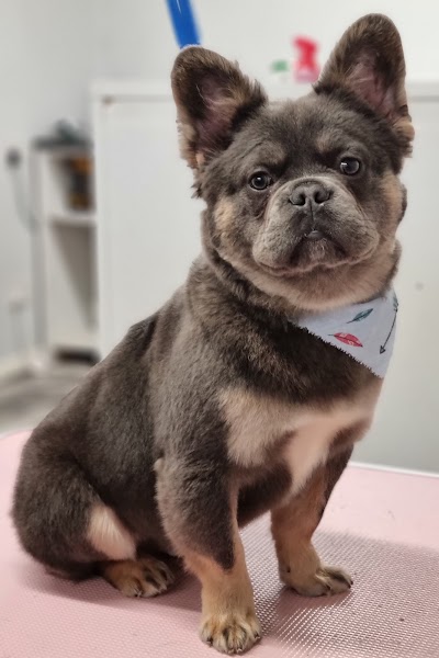 Photo associated with Pawfect dog grooming