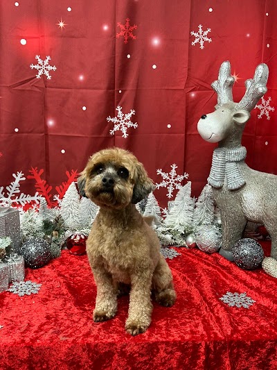 Photo associated with Spoilt Rotten Dog Groomer & Accessories