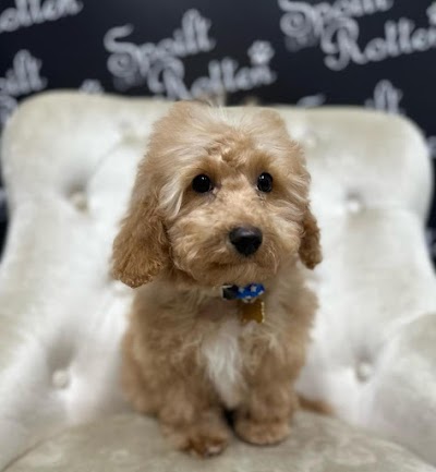 Photo associated with Spoilt Rotten Dog Groomer & Accessories