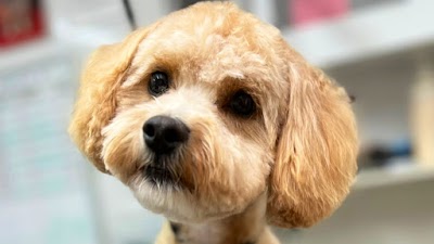 Photo associated with Spoilt Rotten Dog Groomer & Accessories